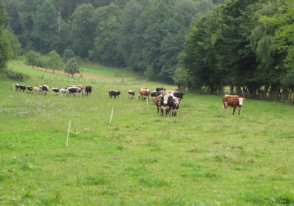 Neuhof - Goyert - Mutterkühe auf der Weide